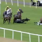 Ruby Walsh Analyses Shocking Falls of Constitution Hill & The New Lion