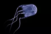 Russian toddler dies after box jellyfish sting on Malaysian holiday