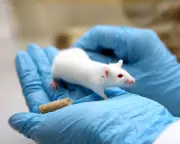 Scientists Defend Animal Testing as Vital for Medical Research Breakthroughs