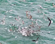 Seabird Feeding Frenzy at Tyrella Beach: A Dramatic Display of Nature