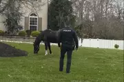 Seabiscuit the Horse Leads Police on Chase Through New Jersey Town