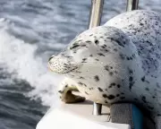 Seal's Dramatic Escape From Orcas by Jumping on Photographer's Boat