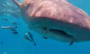 Shark Attack Horror: Terrifying Video Shows Swimmer's Close Encounter