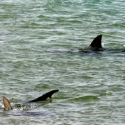 Shark Attack Warning: Common Species Responsible for Most Bites, Experts Reveal