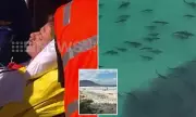 Shark Expert's Warning After Fatal NSW Attack Kills Swiss Tourist