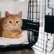 Shocking Survey Reveals 1 in 4 Pet Parents Take Their Animals to Work