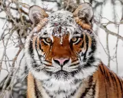 Siberian Tiger Attacks Surge as Food Shortages Force Predators Into Villages