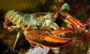 Silent Invaders: How Microplastics Are Infiltrating Our Lobsters and Seafood Supply
