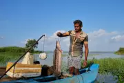 Sri Lanka's Invasive Snakehead Fish: From Threat to Economic Opportunity