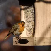 Stop Bully Birds: Expert Tips to Protect Robins in Your Garden