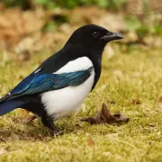 Stop Magpies Bullying Robins: Hang CDs to Protect Garden Birds