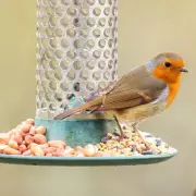 Stop Rats in Your Garden with One Common Spice This Winter