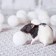 Stop Rats Invading Your Home With £4 Natural Solution This Winter