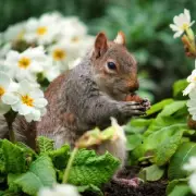 Stop squirrels eating bulbs with one simple garden trick