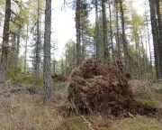 Storm Amy's Path of Destruction Reshapes Abernethy Forest Ecosystem