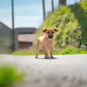 Street Dog's Miraculous Recovery After 22 Days Defies Vet Expectations