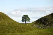 Sycamore Gap Saplings Planted: 49 'Trees of Hope' Sprout from Felled Icon