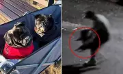 Sydney woman's $5,000 reward after pugs snatched from garden in CCTV theft