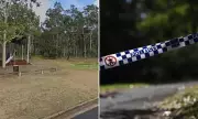 Teen Allegedly Attacks Elderly Woman in NSW Park Sexual Assault Bid