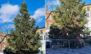 Temu's 'Droopy' Christmas Tree Disaster: Bargain Hunters Left With Browning Branches Instead of Festive Cheer
