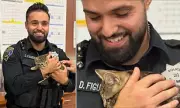 Tesla Kitten Rescue: Officer's 'Tactical Feline Extraction' in California