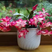 The One Spot You Should Never Put Your Christmas Cactus (And Where It Really Belongs)