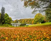 The Science of Psithurism: Why We Hear the Wind in the Trees