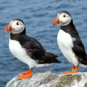 TikTok's 'Bird Theory' Test: Can It Predict Your Relationship's Future?