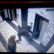 Toddler's 6ft Plunge Down Lift Shaft in Horror Voronezh Incident