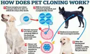 Tom Brady's Cloned Dog Reveals Shocking Genetic Differences | Science Breakthrough