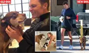 Tom Brady's Secret Revealed: NFL Legend Clones His Beloved Dog in Extraordinary Move