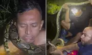 Tour Guide's Terrifying Ordeal: Six-Metre Python Coils Around Neck in Borneo Jungle
