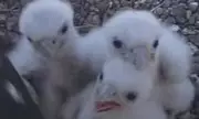 Tragedy Strikes Beloved Falcon Family: Chicks Poisoned Just Weeks After Egg-Stomping Incident