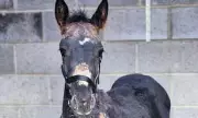 Tragic Farm Accident: Beloved Foal Perishes After Fireworks Panic in Heartbreaking Somerset Incident