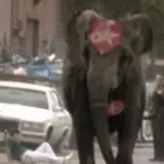 Tyke the Elephant's 1994 Rampage: Tragedy That Changed Circus Laws