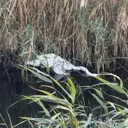 UK Bird Flu 'Carnage' Warning as Swan Deaths Rise in Kent