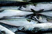 UK condemned for 'pitiful' rejection of sustainable mackerel fishing quotas