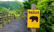 UK Issues Japan Travel Warning After Record Bear Attack Deaths