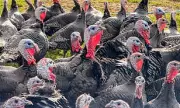UK Trials First Turkey Bird Flu Vaccine Amid Christmas Outbreak Fears