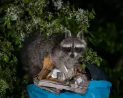 Urban Raccoons Evolving: Are 'Trash Pandas' Becoming Domesticated?