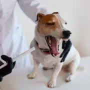 Urgent Warning to UK Dog Owners: Highly Contagious Illness Spreading Rapidly