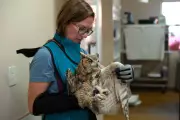 Utah Owl's Miraculous Recovery After Concrete Encasement