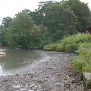 Vandal Drains Lodge Park Lake in Harley Davidson Hunt