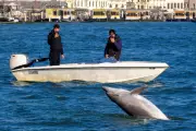 Venice's Beloved Dolphin Mimmo Faces Danger from Tourist Boats