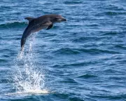 Venice's Lost Dolphin: The Heartwarming Rescue Mission for Mimmo in Canals Near St Mark's Square