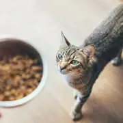 Vet Reveals 7 Everyday Cat Items She'd Never Buy - See Why