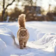 Vet Reveals Critical Temperature When Cats Must Stay Indoors