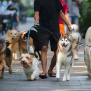 Vet's Shocking Revelation: How Many Lives Your Beloved Pet Really Has