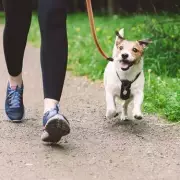 Vet's Urgent Warning: 99% of Dogs Track Poo Residue Indoors