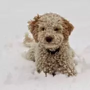 Vet's urgent winter warning: This dog symptom needs immediate action